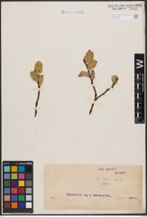 Foto von Salix caprea L.